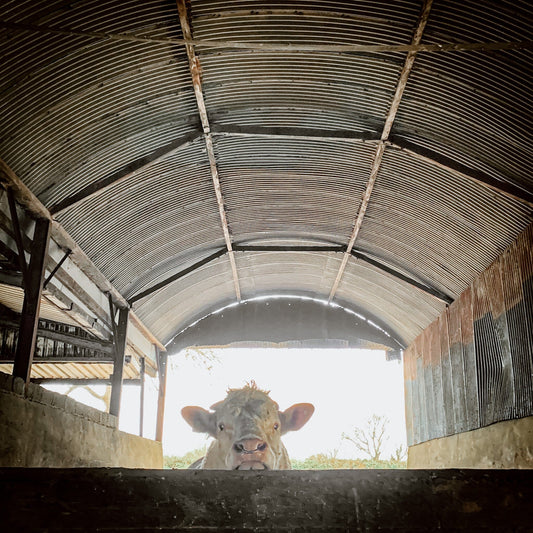 5 Tips when Converting to a Dairy Farm System