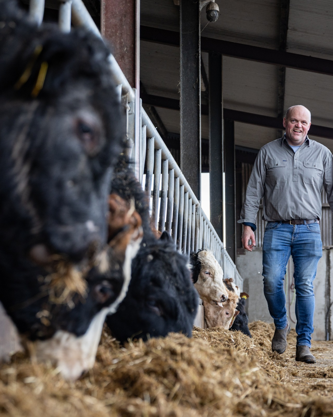 Men's Country Cotton Work Shirt -Contrast