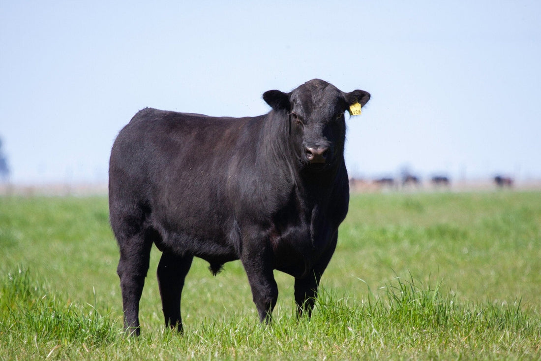 TIPS FOR SELLING YOUR LIVESTOCK ONLINE