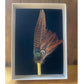 Feather Pins & Brooches Small Fedora Ballybar Peacock 